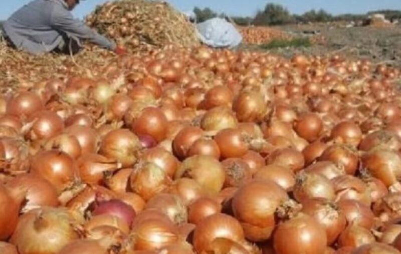 Producción de cebolla | “Es un cultivo con variaciones interanuales de precios” sostienen productores cebolla 1 - 3