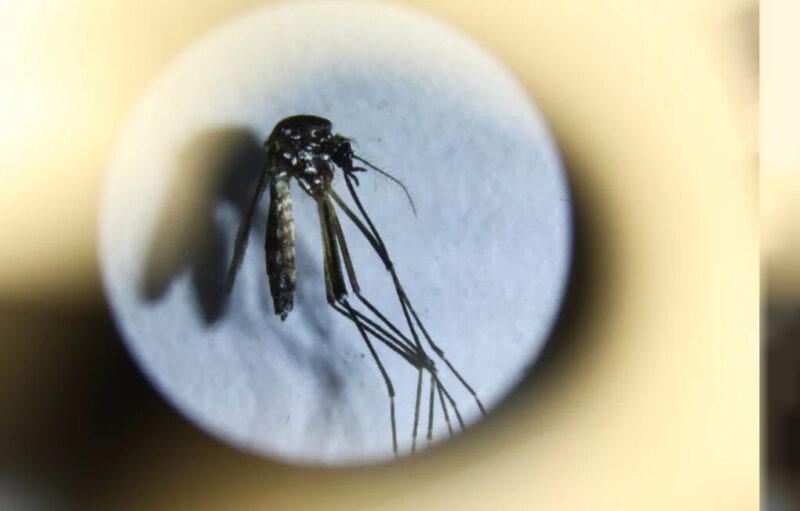 Alerta dengue: conocé el cronograma de operativos de prevención en Posadas 4 dengue 2 - 3