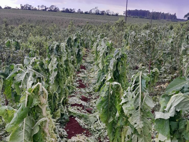 destrozo en plantaciones de paraje caburei en Andresito a causa de una granizada y temporal - 2