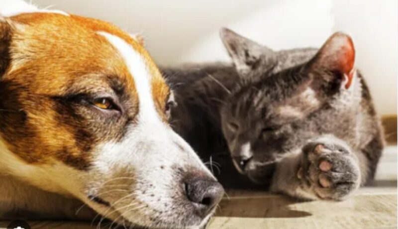 Mascotas | Recomendaciones veterinarias para evitar golpes de calor en perros y gatos golpes de calor 1 - 1