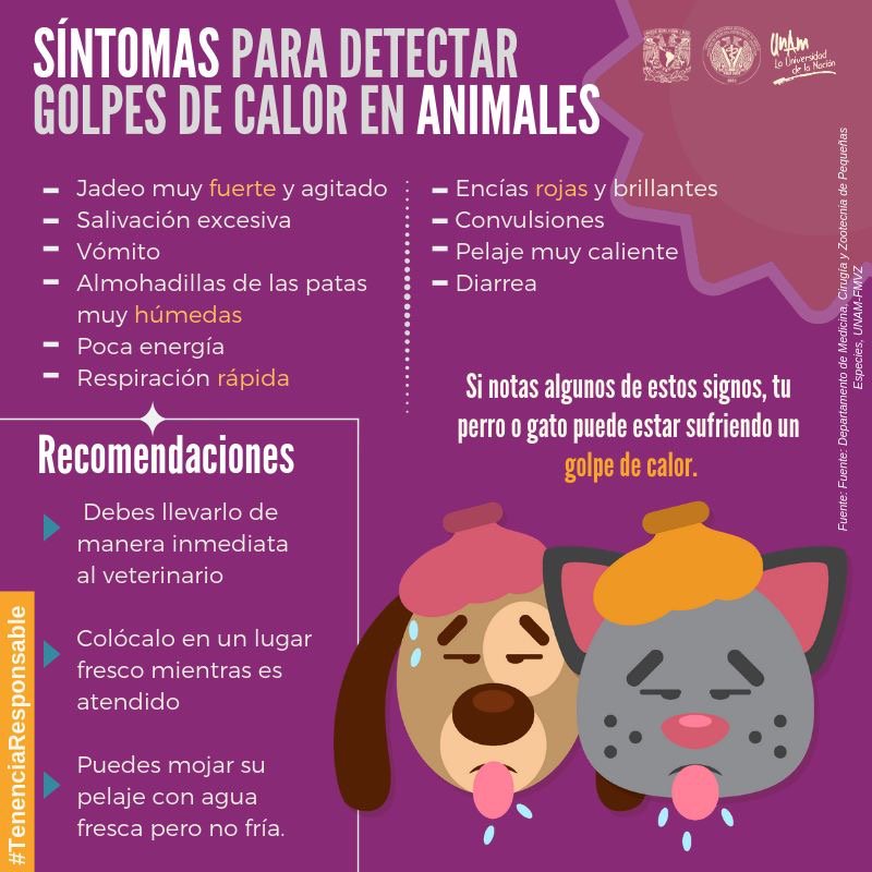 Mascotas | Recomendaciones veterinarias para evitar golpes de calor en perros y gatos 3 mascotas golpe de calor - 2