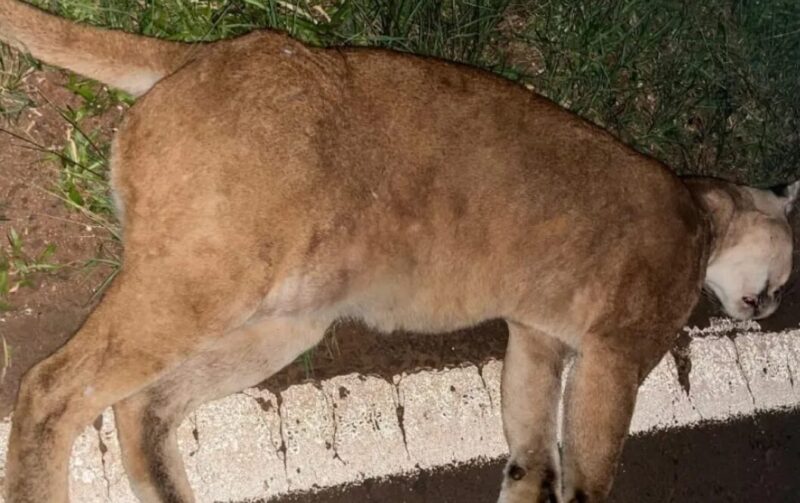 Iguazú | Atropellaron a un puma sobre la ruta 12 puma - 2