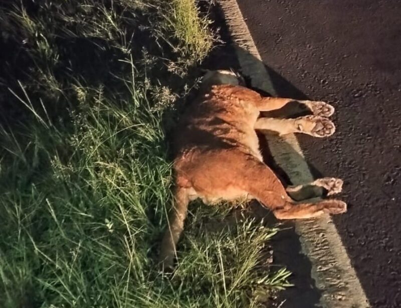 Iguazú | Atropellaron a un puma sobre la ruta 12 4 puma2 - 3