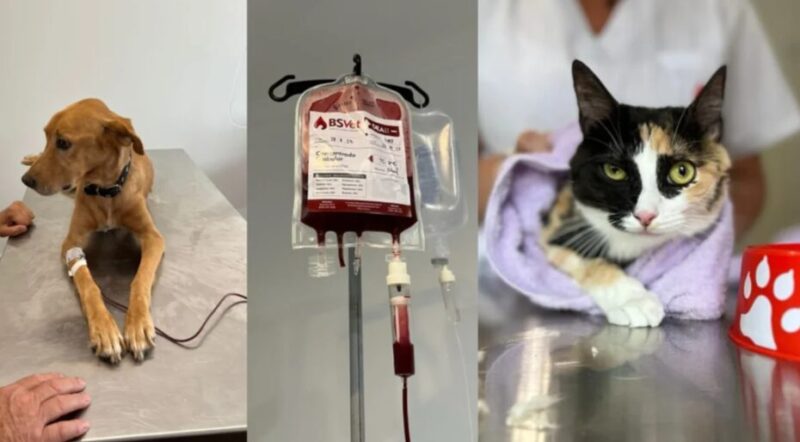 Corrientes | Inauguraron el primer Banco de Sangre Animal público del país Con tecnología de última generación y un equipo altamente capacitado, el Banco de Sangre garantiza la calidad y trazabilidad de cada unidad donada.