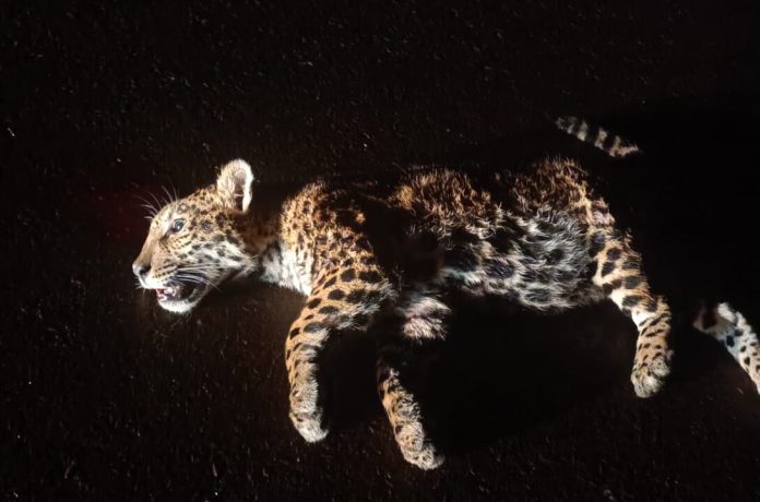 Argentina actualiza lista de especies en riesgo, el yaguareté, el aguará guazú y el carayá rojo en estado crítico 7 yaguarete atropellado iguazu 1089x720 1 696x460 1 - 6
