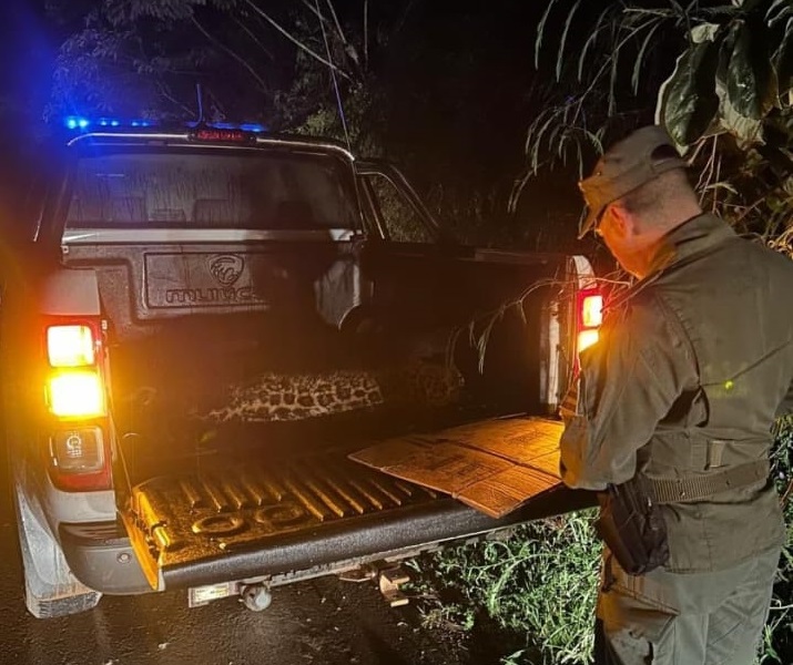 Atropellan y matan a un cachorro de yaguareté en la ruta 12 7 yaguarete3 - 6