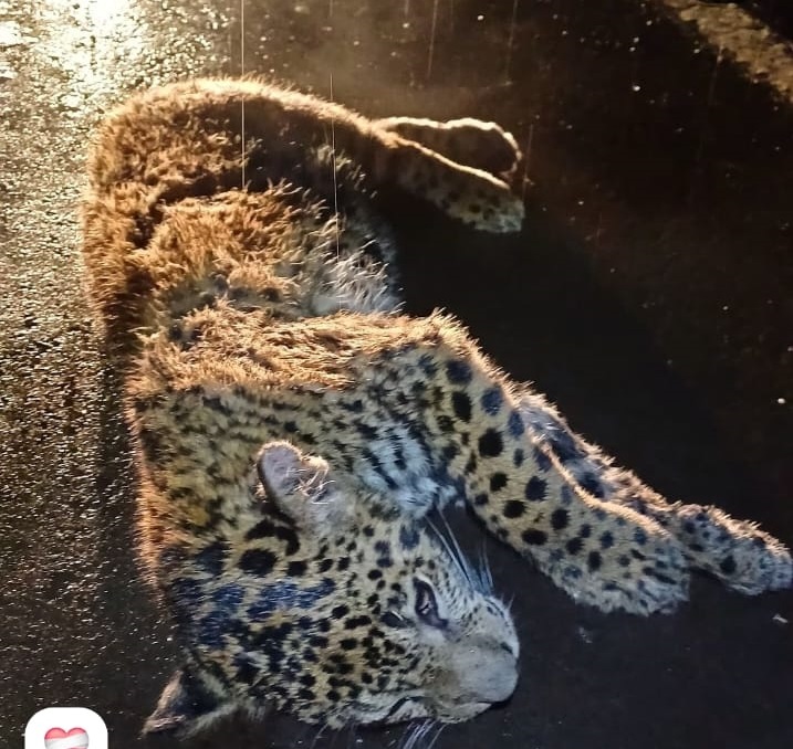 Atropellan y matan a un cachorro de yaguareté en la ruta 12 5 yagurete2 1 - 4
