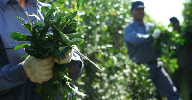 Yerba Mate | Desde el INYM sostienen que la cosecha de septiembre fue histórica Julia Strada aseguró que existen los números para avanzar con la restitución del INYM si los gobernadores acompañan el reclamo de los productores.
