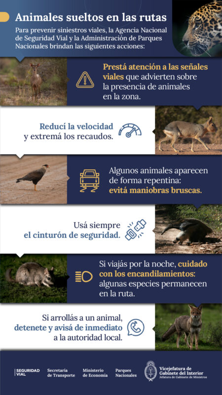 Fauna en las rutas | La Agencia de Seguridad Vial inicia una campaña de prevención cuidando a los animales 4 ANSV ANIMALES SUELTOS RECOMENDACIONES - 3