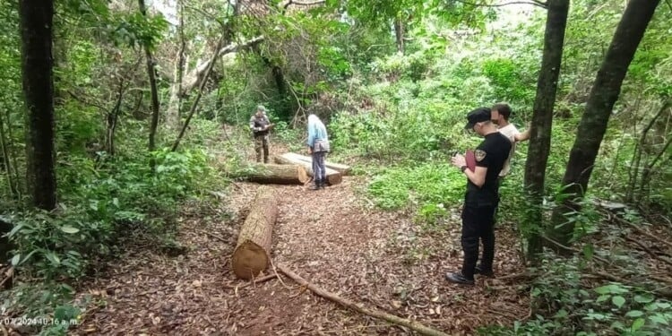 San Vicente | Incautaron 22 rollos de madera que habían sido robados de una maderera local San Vicente