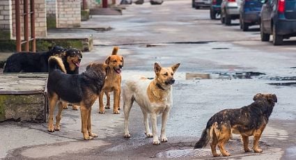 Por primera vez en Posadas se hará un relevamiento sobre la población de perros y gatos con y sin dueños f425x230 396959 410941 5050 - 4