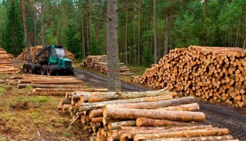 El ingeniero Nicolás Ocampo advirtió sobre la parálisis del sector forestal en Misiones y reclamó medidas urgentes para sostener a las pymes.