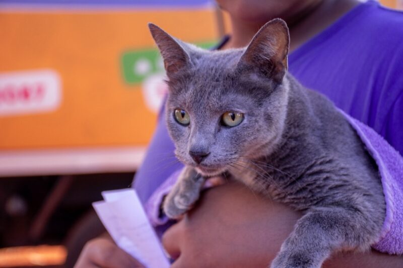 Se realizará el primer relevamiento de población animal 3 gato 1 - 2