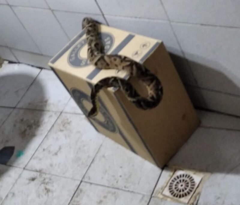Oberá | Una mujer entró al baño y se encontró con una yarará crucera 3 lg 1 - 2