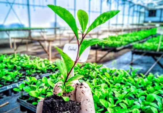 Entrega de Plantines | “La Biofábrica es una apuesta para las chacras misioneras”, sostuvo Luciana Imbrogno 6 planntiness - 5