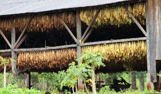 Producción | Se prevé una cosecha récord de tabaco para esta temporada en Misiones 5 produccion tabaco - 4