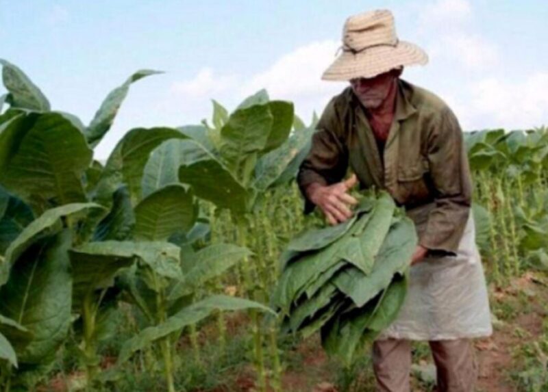 Producción | Se prevé una cosecha récord de tabaco para esta temporada en Misiones tabaco