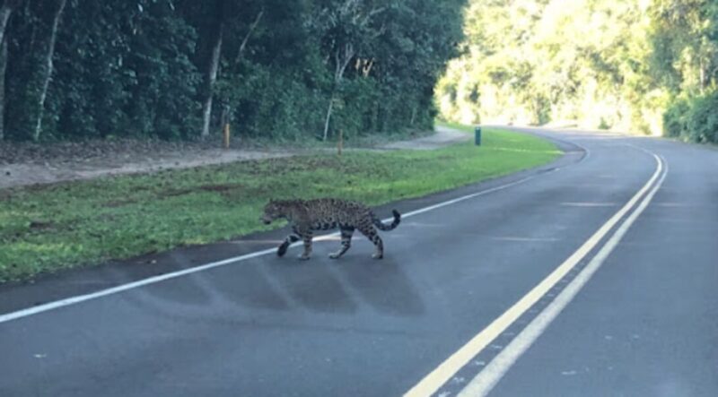Fauna en las rutas | La Agencia de Seguridad Vial inicia una campaña de prevención cuidando a los animales yaguarete 1 - 2