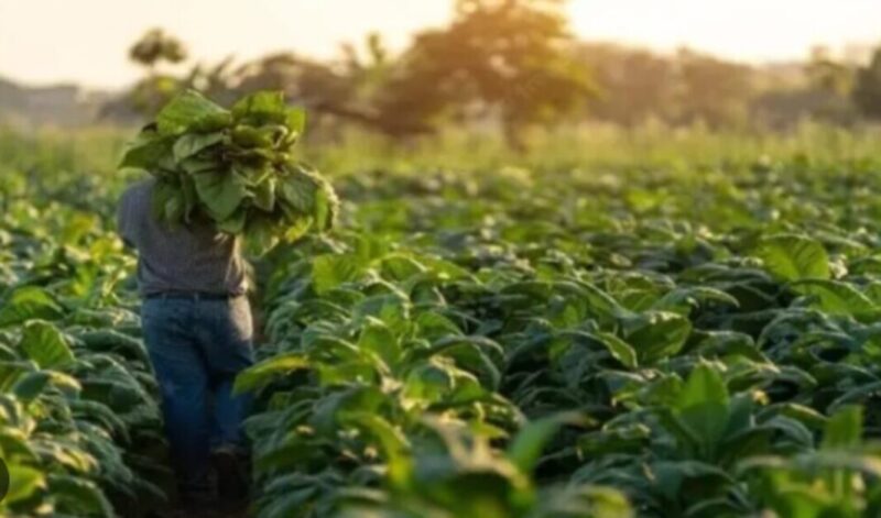 Eliminación del FET | “Desapareceríamos los productores tabacaleros sin el aporte”, expresó Batirola FET 1 - 6