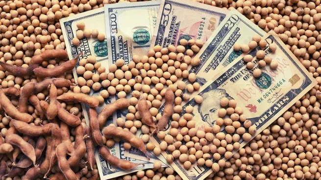 El campo liquidó divisas de la soja y otros granos por más de u$s25.000 millones en el 2024 divisas del campo