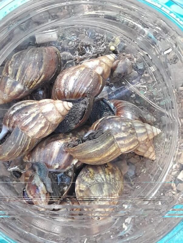 Preocupación por el aumento de presencia del caracol africano gigante en Misiones 6 caracol 2 - 5
