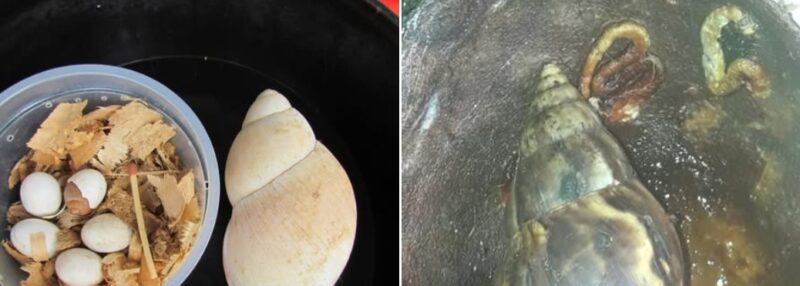 Preocupación por el aumento de presencia del caracol africano gigante en Misiones 4 caracol - 3