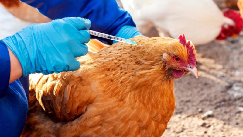 SENASA | Se aprobaron tres nuevas vacunas biotecnológicas para fortalecer la sanidad porcina y aviar senasa - 11