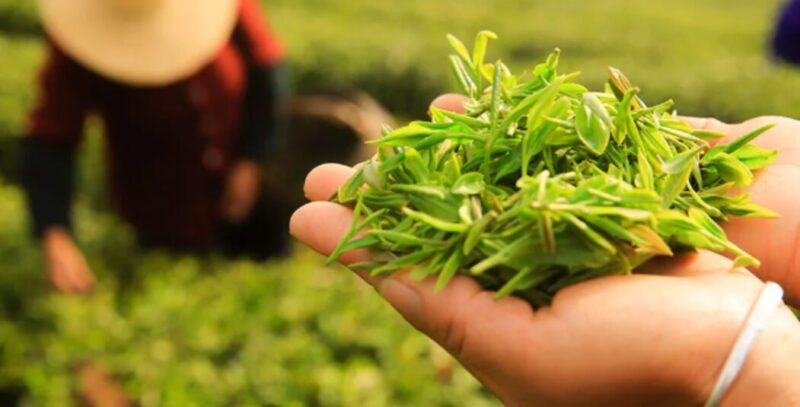 Retrospectiva 2024 | “Fue un año intenso, llegamos a los tumbos” sostuvo Goldfard sobre la producción del té te 1 - 4