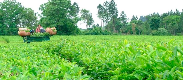 Retrospectiva 2024 | “Fue un año intenso, llegamos a los tumbos” sostuvo Goldfard sobre la producción del té 6 te en misiones - 5