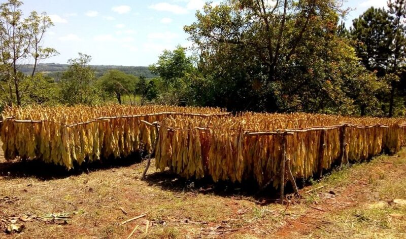 Tabacaleros | Pasaron a cuarto intermedio la discusión por el precio base Tabacaleros
