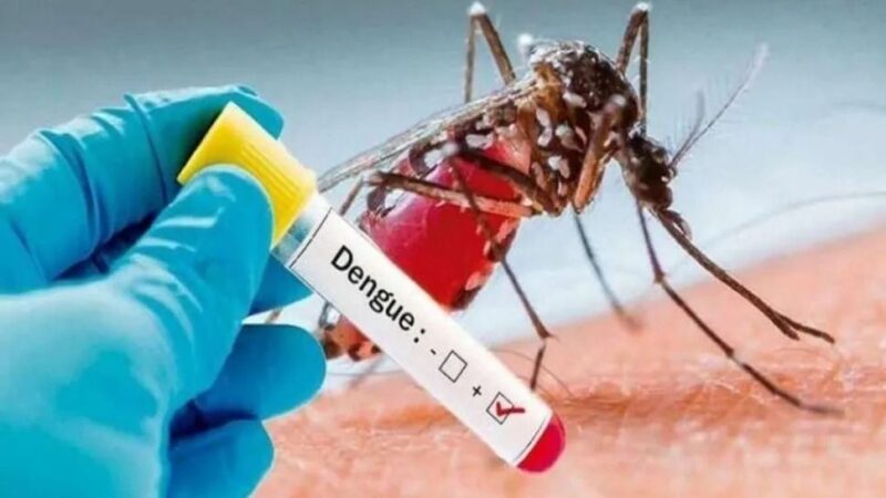 dengue - 6