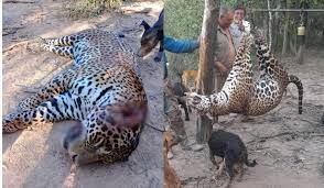 Histórico | La Justicia Federal se hará de los atropellos, caza ilegal y comercio de fauna 9 images 1 2 - 8
