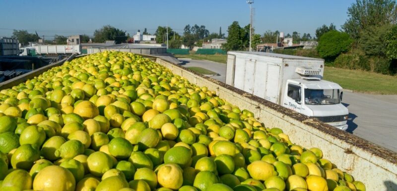 Escasez de limones en Argentina | “De una producción de 200.000 toneladas, se redujo a 50.000”, afirman limones - 1