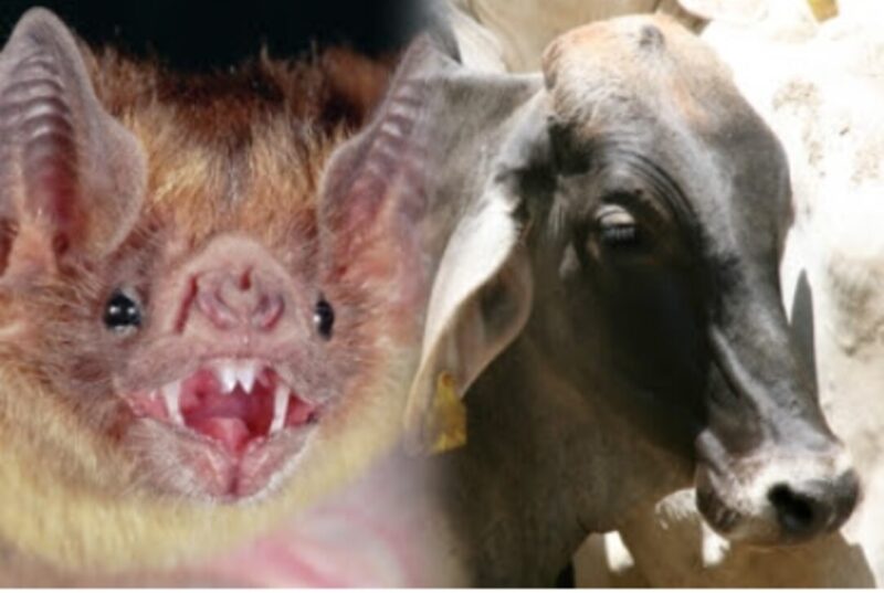 Paraguay | Alerta sanitaria por casos de rabia bovina en el Nordeste de Itapúa rabia bovinaa 1 - 2