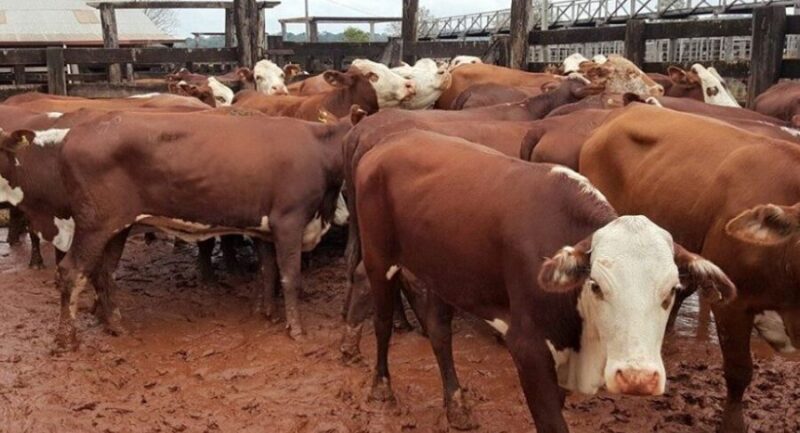 Paraguay | Alerta sanitaria por casos de rabia bovina en el Nordeste de Itapúa 4 rabia - 3