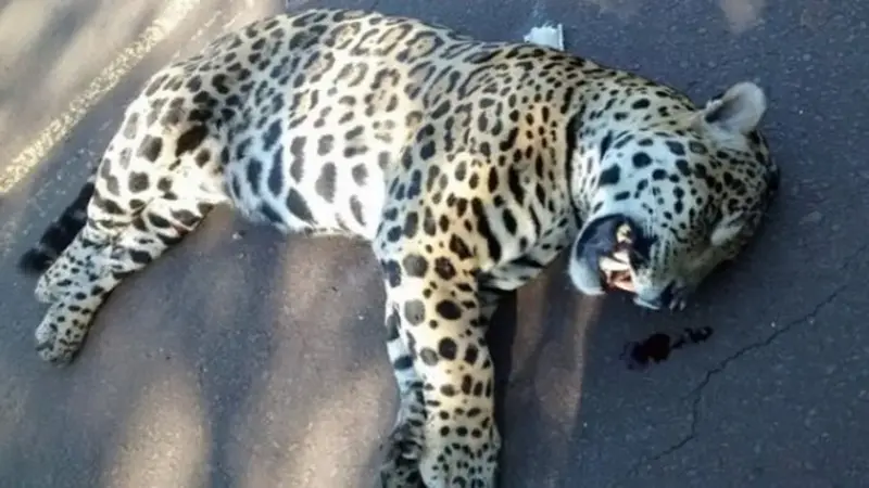 Argentina actualiza lista de especies en riesgo, el yaguareté, el aguará guazú y el carayá rojo en estado crítico 15 - 14