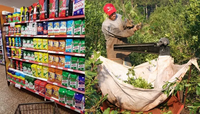Yerba mate: fuerte caída de producción en Misiones, exportaciones en alza y el contraste con Corrientes 6 yerba - 5