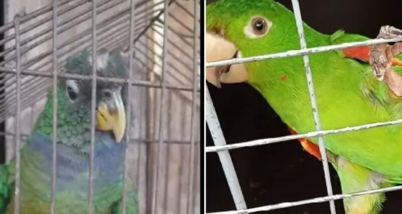 Campo Viera | Rescatan a loros que estaban a la venta a $50 mil en grupos de Whatsapp 4 Captura de pantalla 2025 02 14 110004 - 3