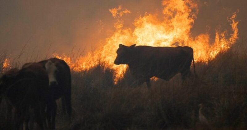 incendioss 1 - 8