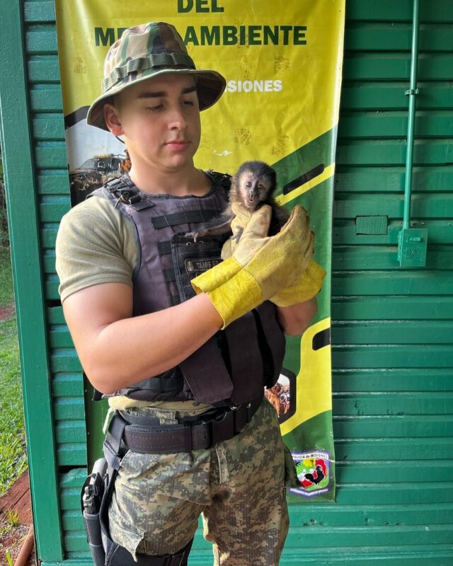 monito 1 - 7