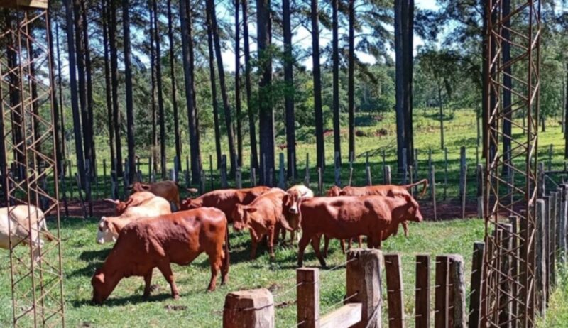 Alerta sanitaria en Misiones: confirman rabia bovina y advierten por la baja vacunación rabia 1 - 2