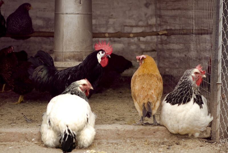 Los huevos siguen subiendo en marzo, el maple pasó de $4.500 a $6.500 5 923794 gallinas 20gripe 20aviar - 4