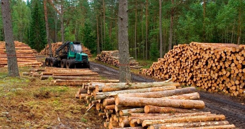 Industria maderera: preocupación en el sector por falta de definiciones e informalidad laboral industria maderera