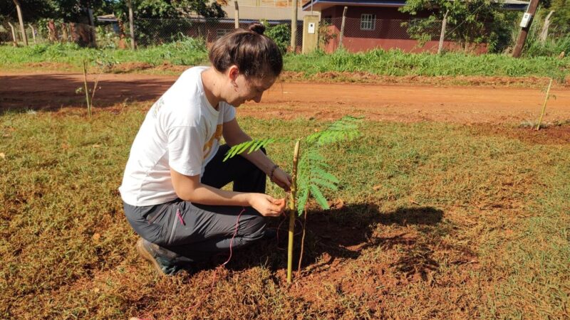 plantacion de árboles en Iguazú