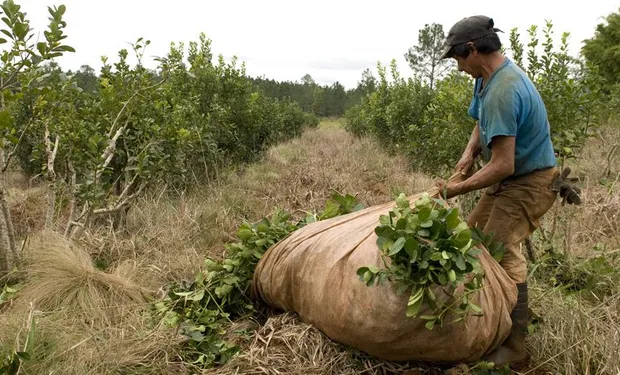 Misiones peones yerbateros