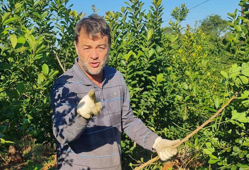 cacho barbaro yerba - 2