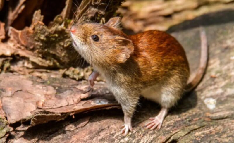 hantavirus