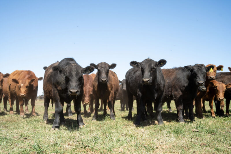 vacas - 1