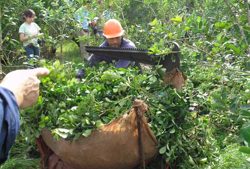 yerba mate cosecha 3o6mu5s88f30 - 3