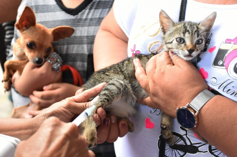 Salud Pública lanza la campaña 2025 de vacunación antirrábica para perros y gatos Antirrabica - 2